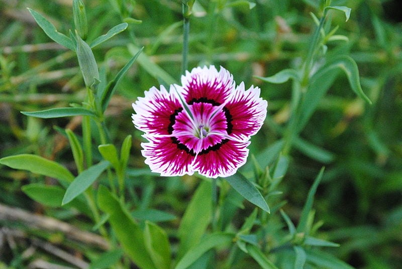 Dianthus chinensis es el nombre científico de la clavelina