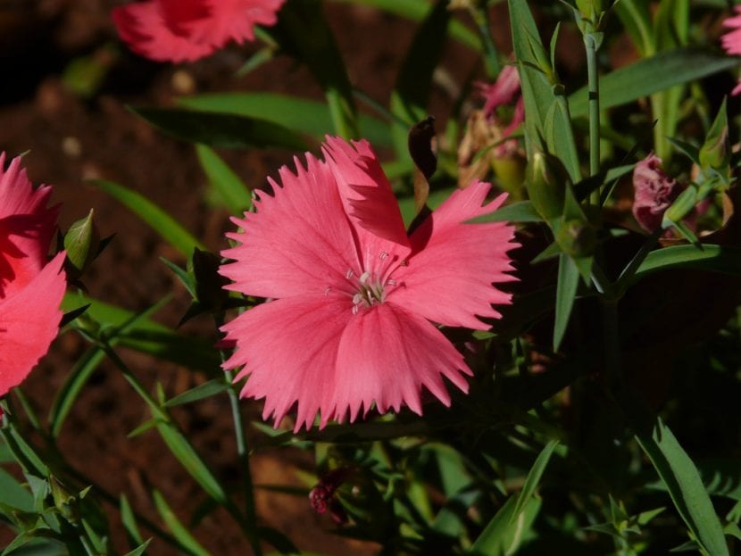 La clavelina es una planta que puedes cultivar en maceta