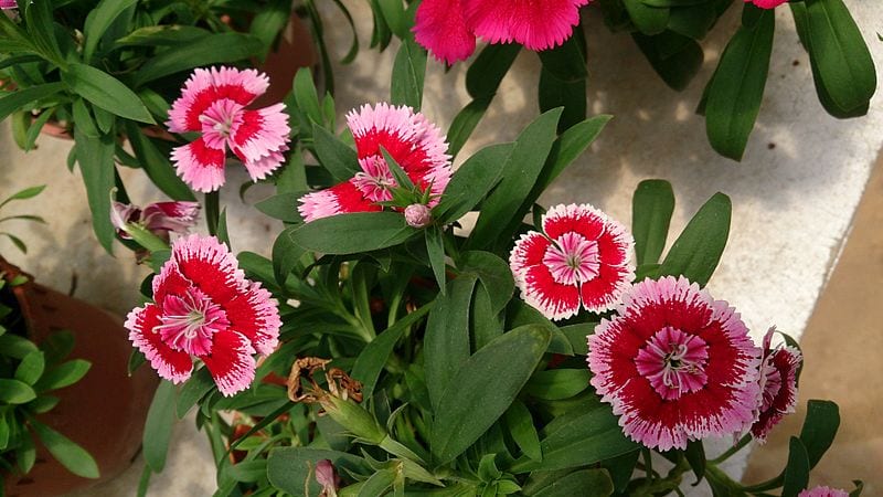 Las flores de la clavelina son pequeñas pero muy decorativas