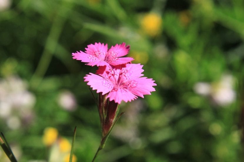 La clavelina tiene flores de varios colores, entre ellos el rosa