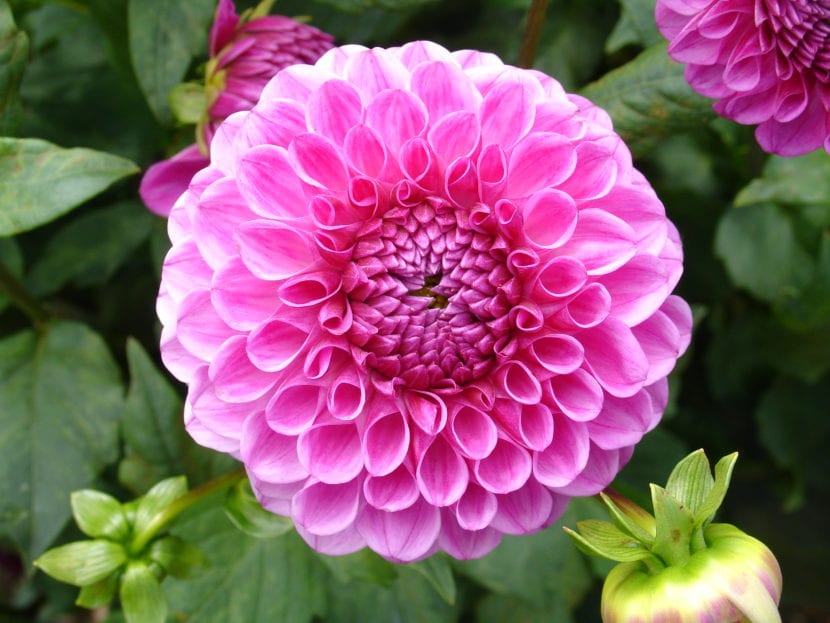 Dalia de color rosa