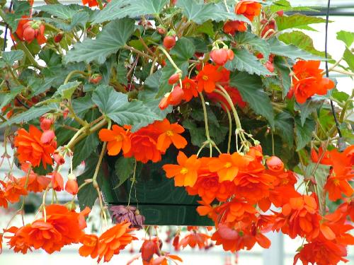 Begonia