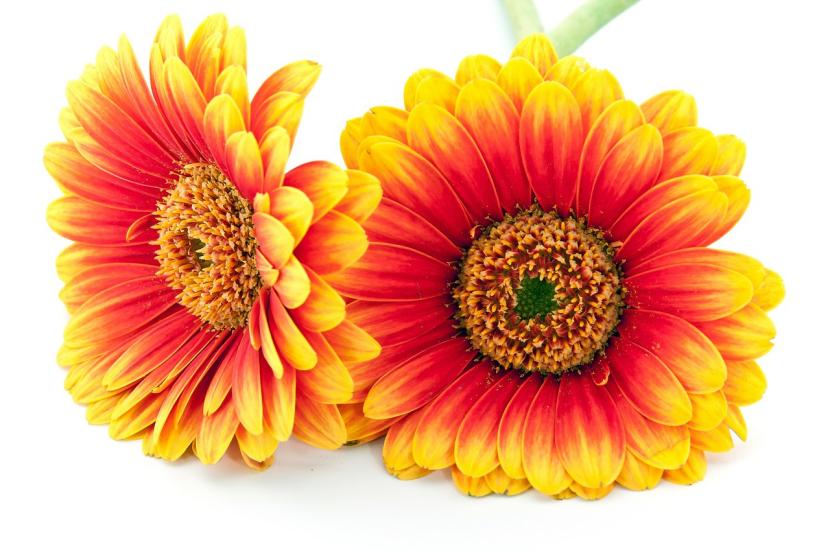 Cómo cuidar las flores cortadas para que duren más