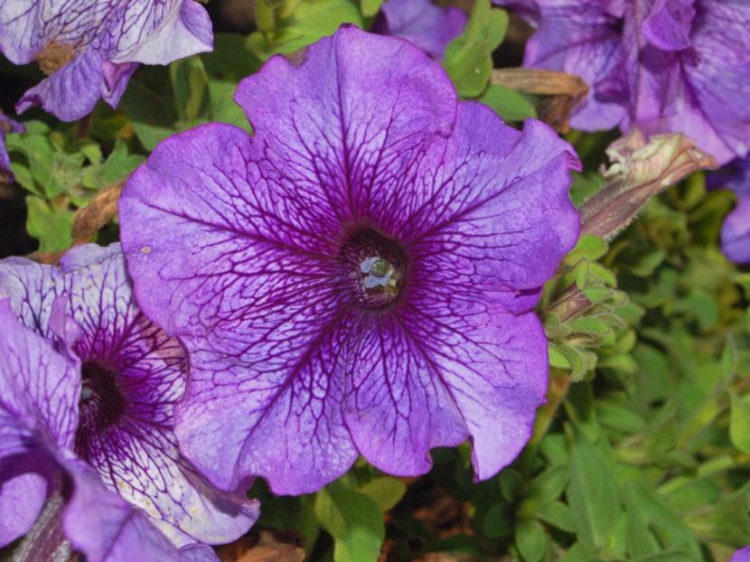 Cómo cuidar las petunias: sol, riego, abono y pinzado