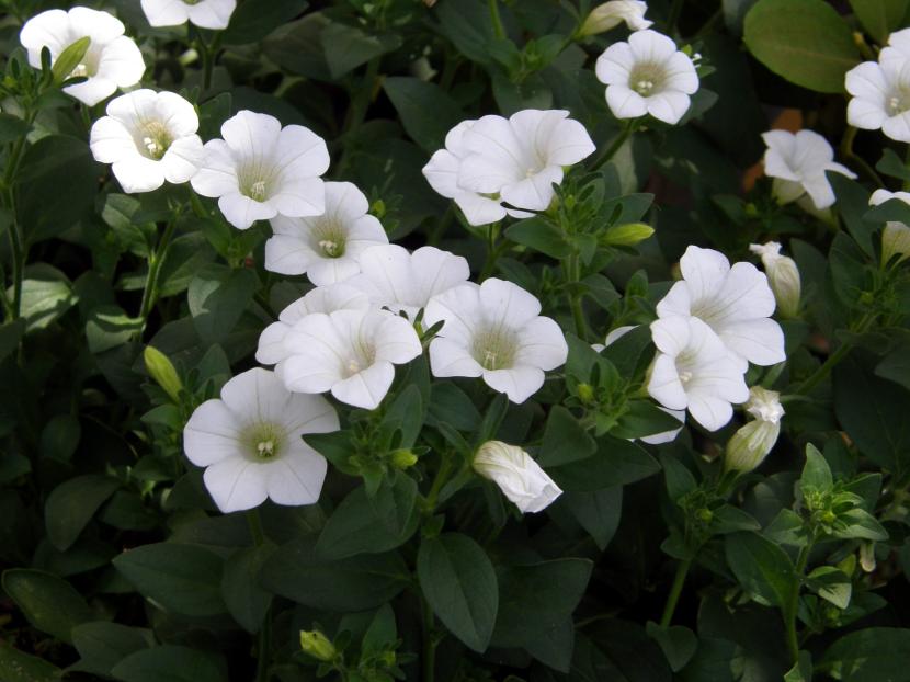 Surfinia blanca