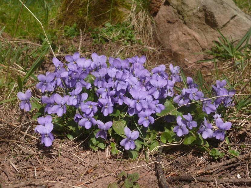 Cómo cuidar las violetas: guía completa de cultivo