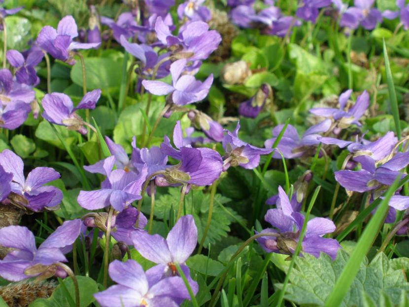 Flores de violeta