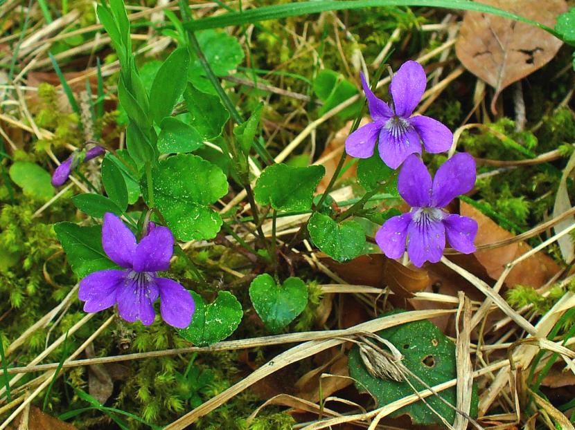 Viola