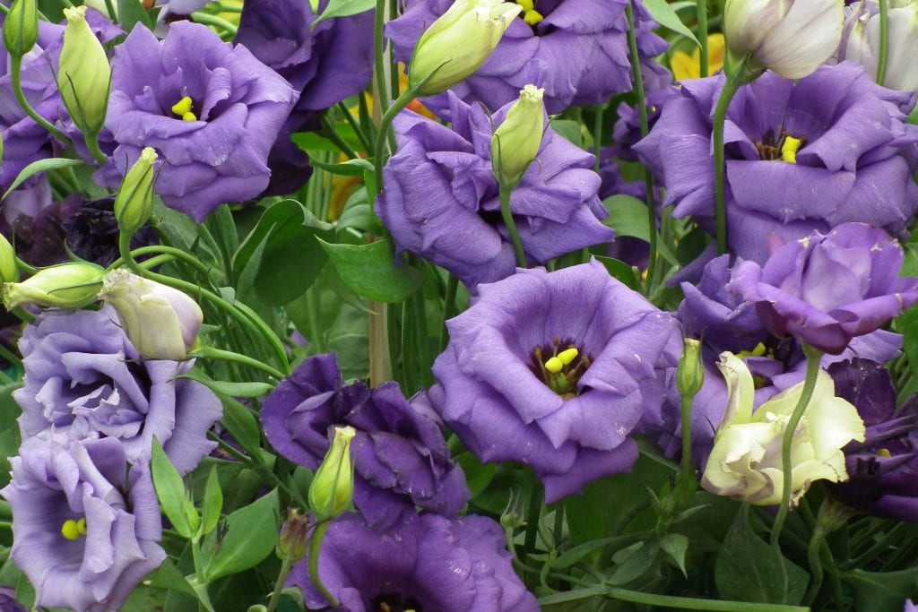Cuidados del lisianthus: luz, riego, suelo y floración
