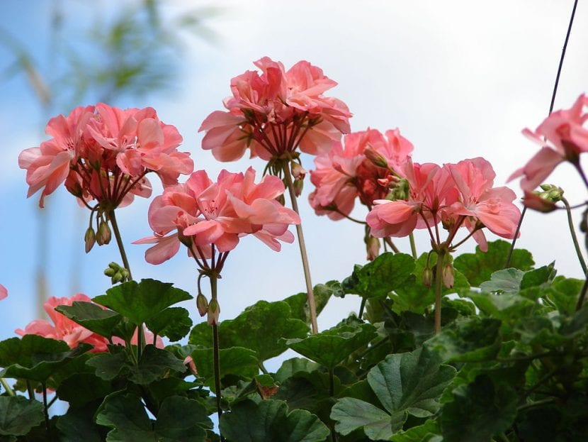 Pelargonium x hortorum en plena temporada de floración