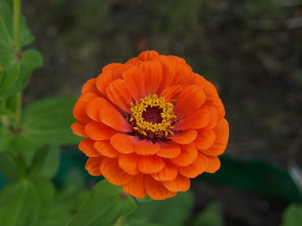Cómo cuidar zinnias: siembra, riego, poda y oídio