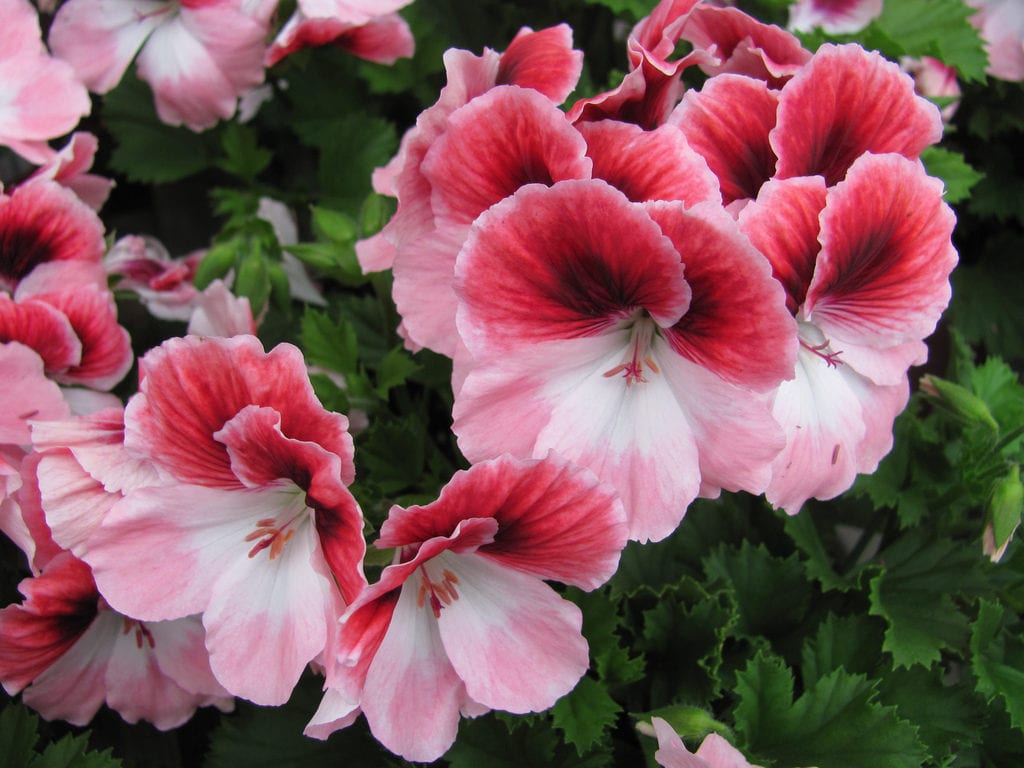 Flores de geranio