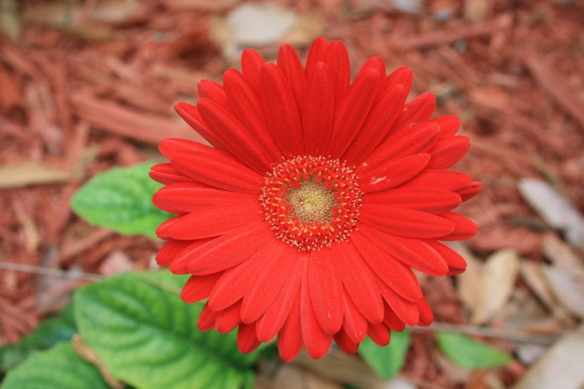 Gerbera de flor roja