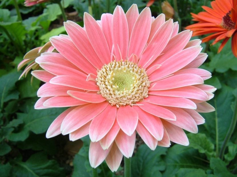 Gerbera de flor rosa