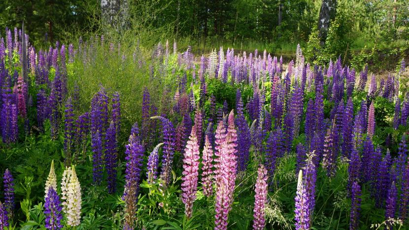 Lupinos