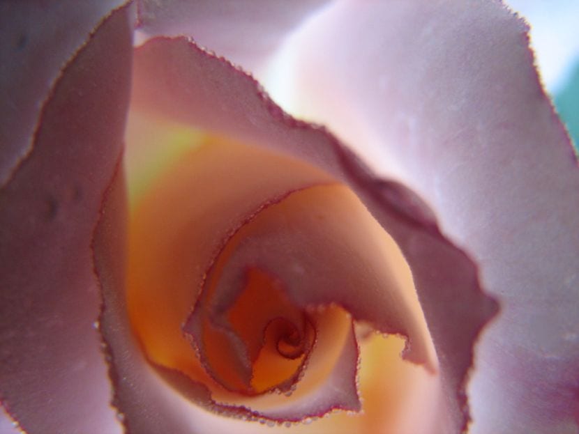 Rosa