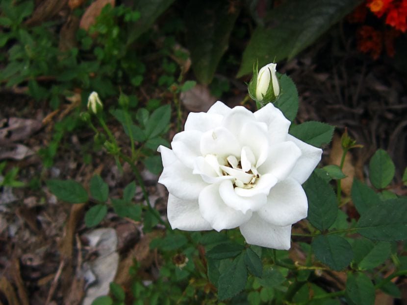Rosa blanca