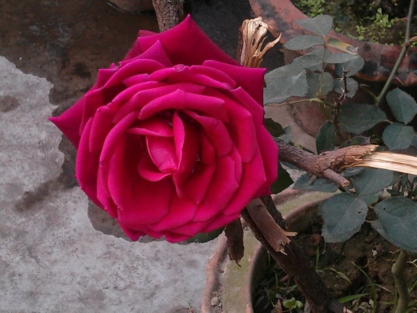 Rosa roja
