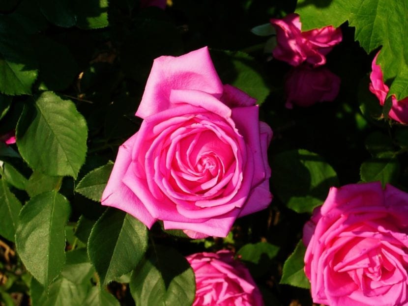 Rosa 