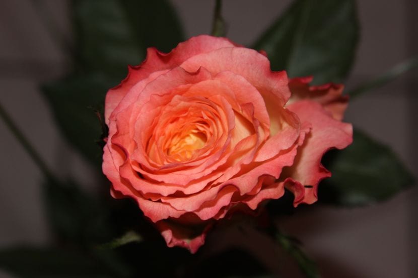Cómo cultivar un rosal y reproducirlo por esqueje o acodo