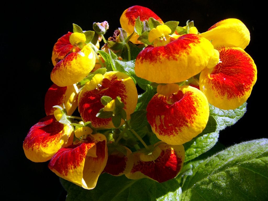 Calceolaria