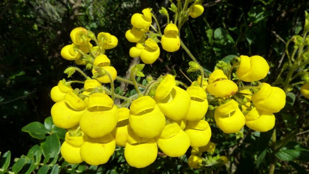 Calceolaria crenata