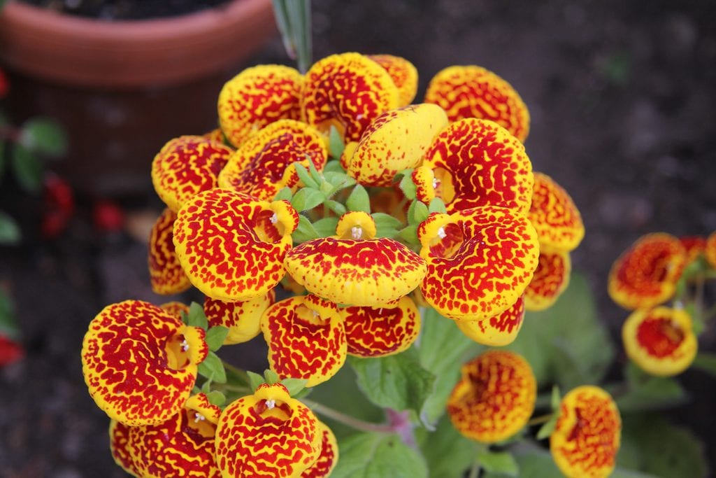 Calceolaria en flor