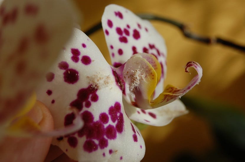 Principales especies de cochinillas que atacan a las orquideas