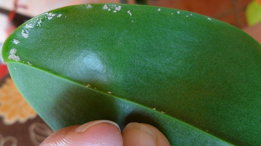 Las orquídeas son las plantas más atacadas por las cochinillas
