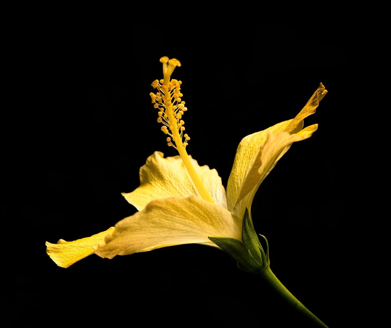 Flor de hibisco: anatomía, colores y floración