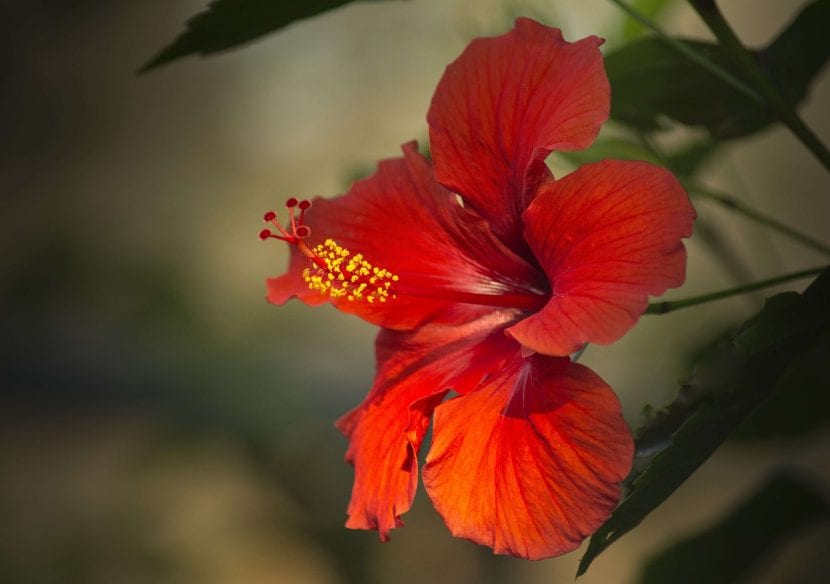 Flor de hibisco roja