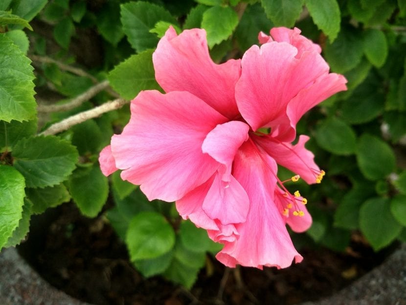 Flor doble de hibisco