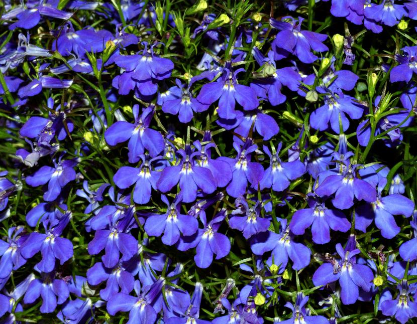 Lobelia: cómo es la planta y cómo cultivarla bien