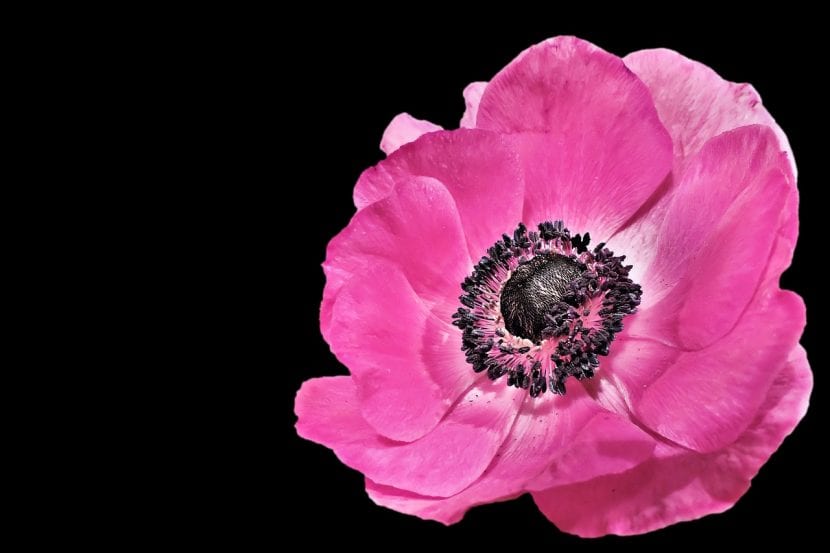 Anémona de color rosa