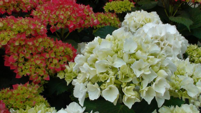 Esquejes de hortensia: cuándo cortarlos y cómo enraizarlos