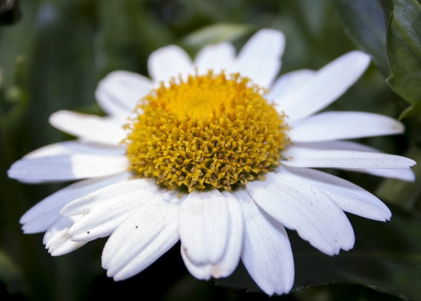 Margarita blanca, una herbácea común pero muy bonita