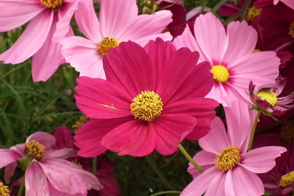 Cuidados de la flor de cosmos: siembra, riego y floración