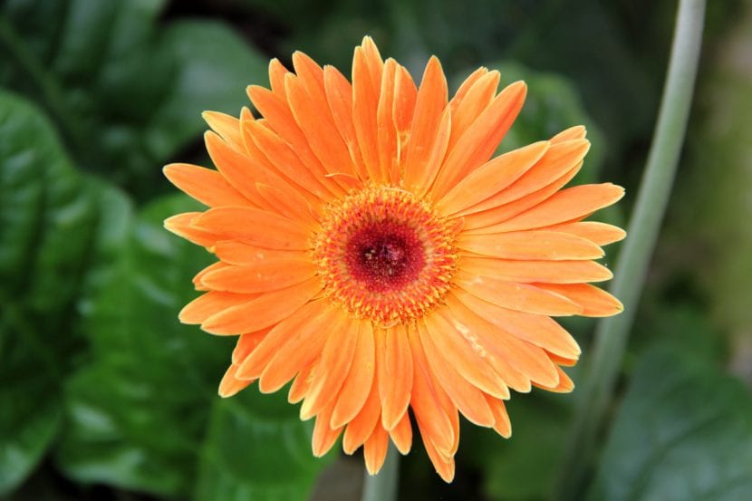 Gerbera jamesonii