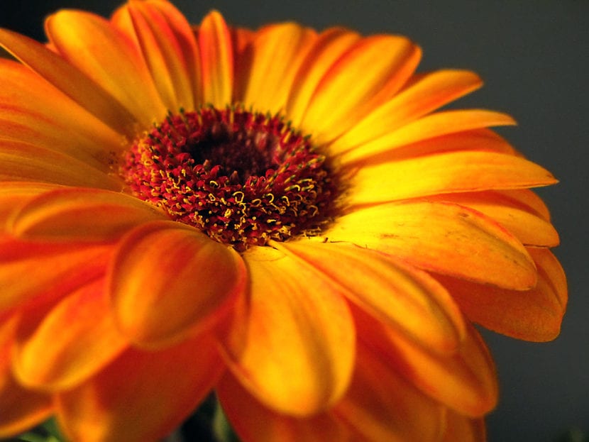 Gerbera naranja