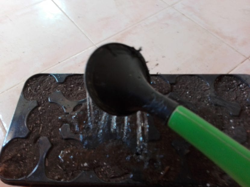 Regando la bandeja con regadora