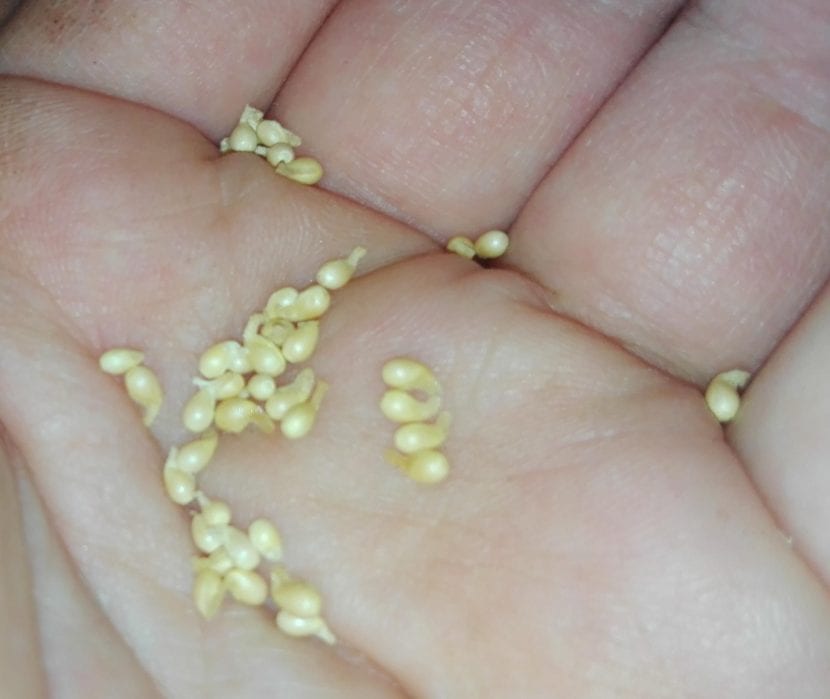 Semillas de Viola odorata