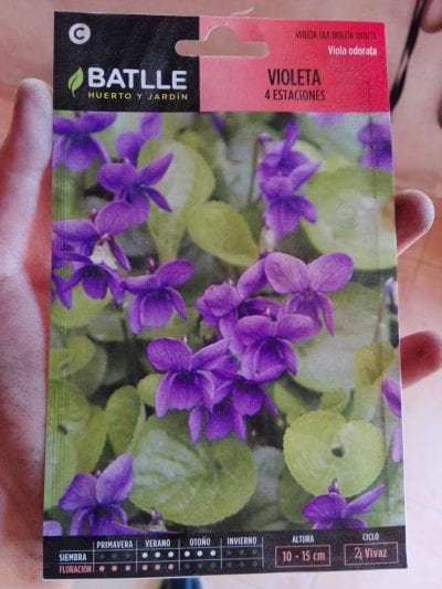 Semillas de viola odorata