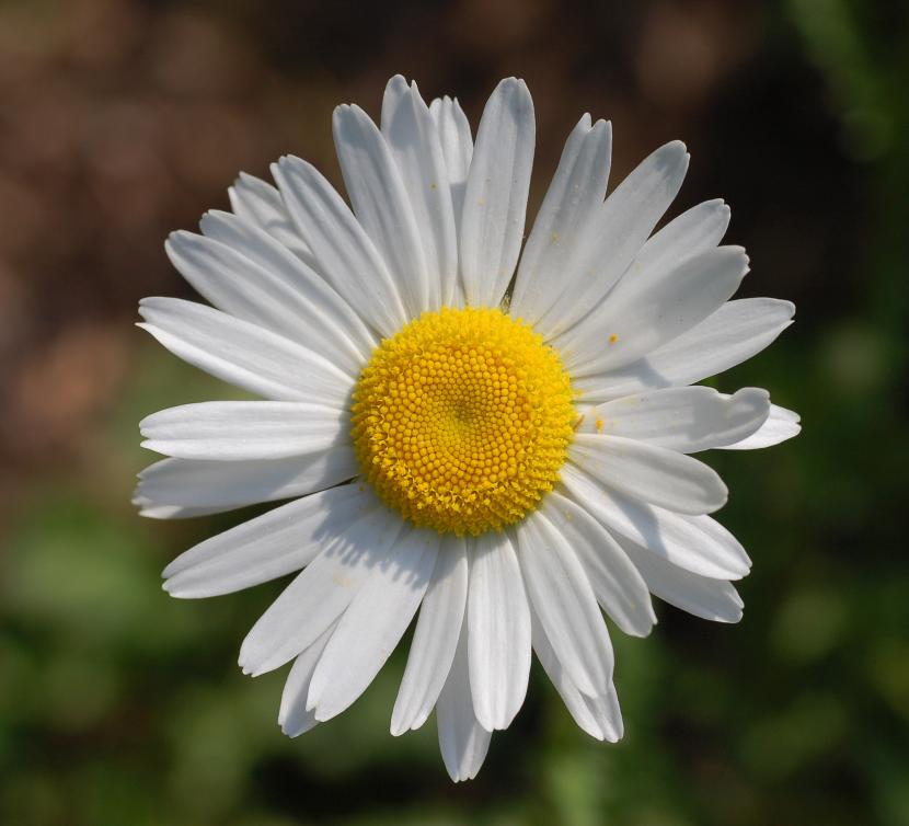 Cómo son las flores por dentro: anatomía y función