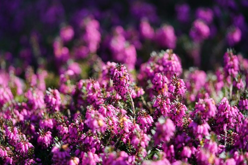Cuando florece, la Erica multiflora es una maravilla