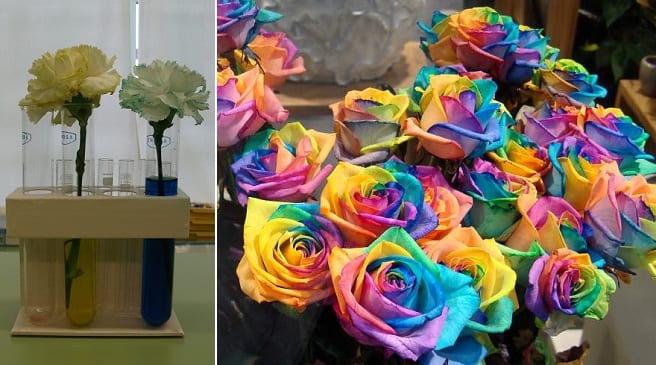 Cómo teñir flores: método de absorción y colores reales