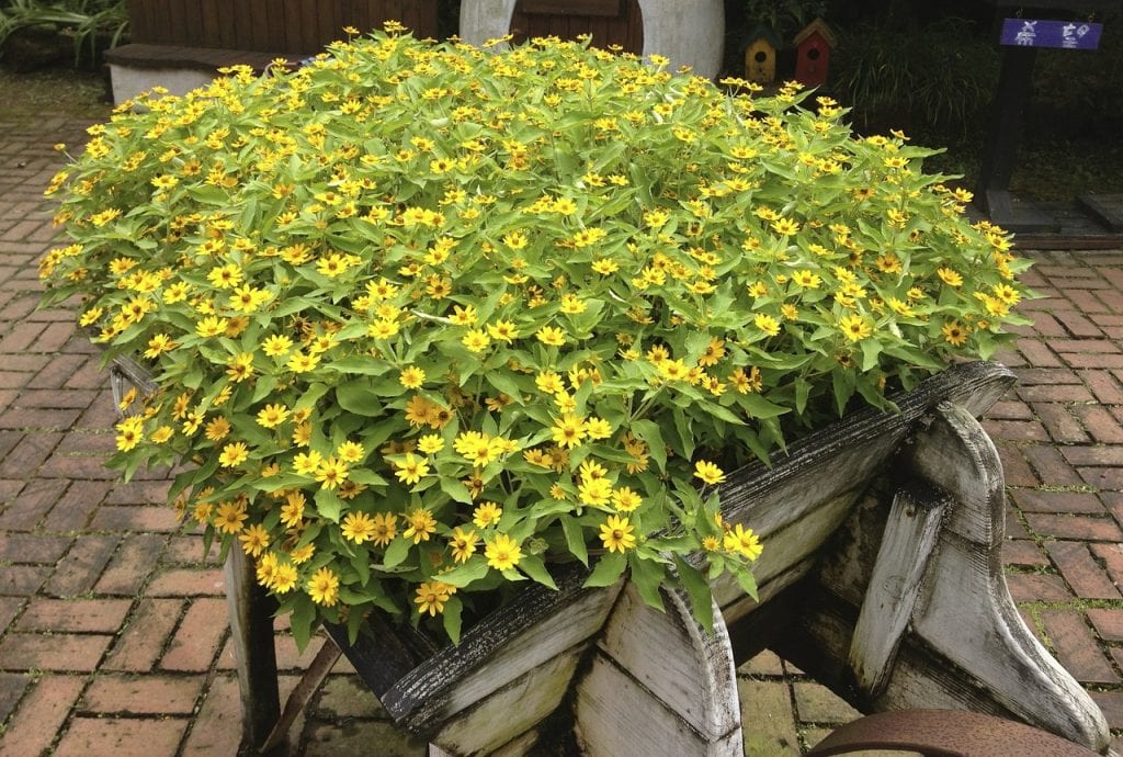 Crisantemo de flor amarilla