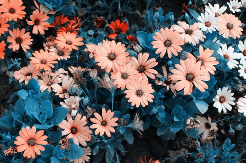 Crisantemos en flor