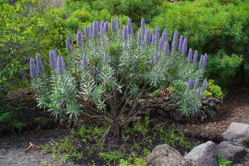 Echium webbii
