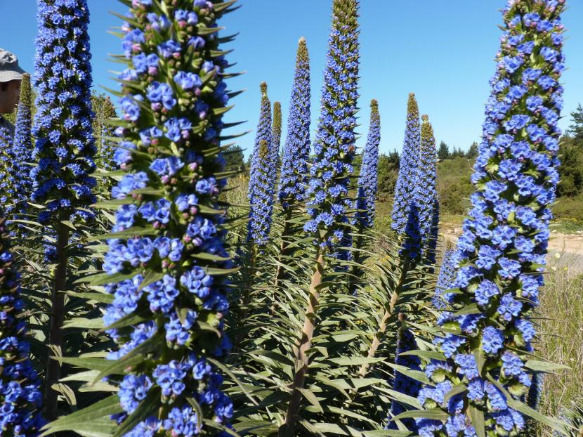 Echium