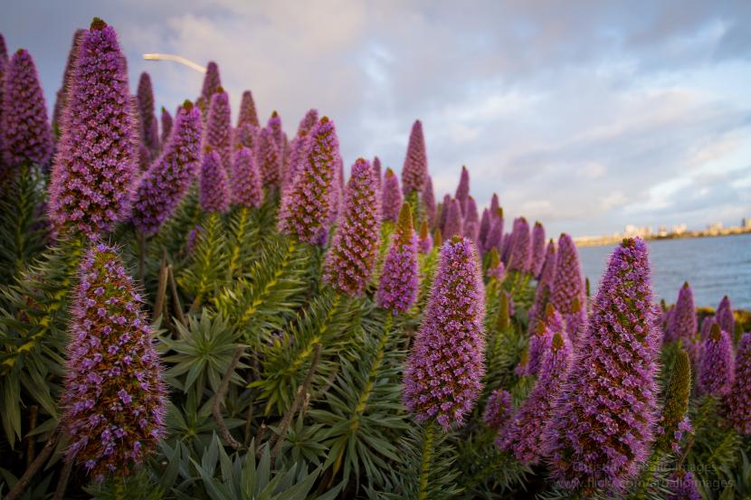 Echium